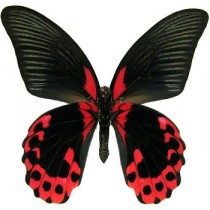 Бабочка Красный Мормон - Papilio Rumanzovia